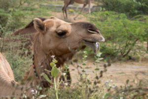 munching as they went